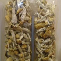 Golden Teacher Mushrooms